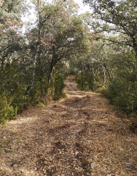 Sendero entre quejigos