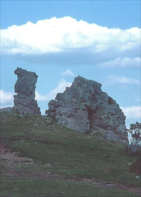 Dromedario del Cabezo