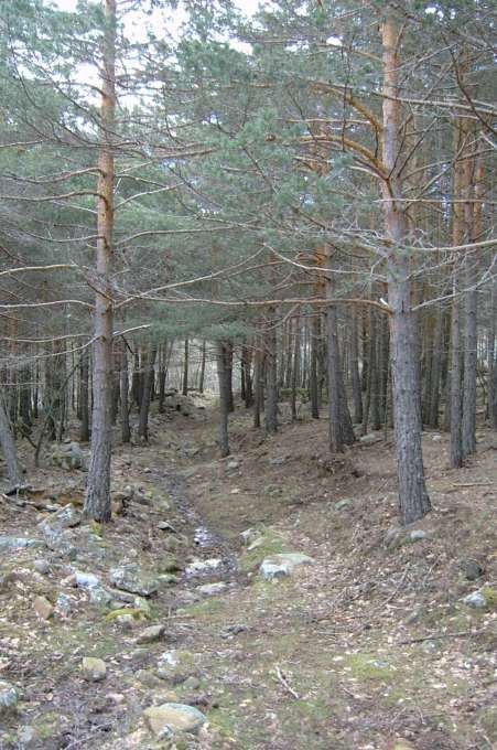 Sendero por el pinar