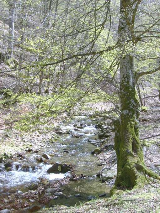 Arroyo Tobía