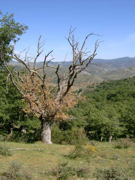 Dehesa de San Román